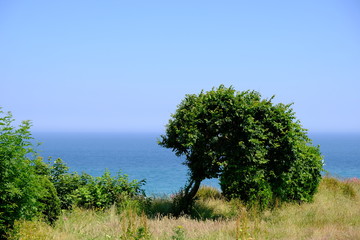 green tree with ocean view