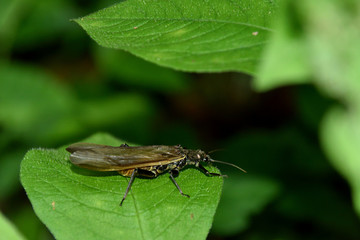 オオヤマカワゲラの成虫
