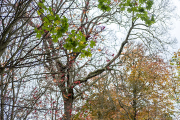 Tree Branch with yellow and green leaves in autumn.