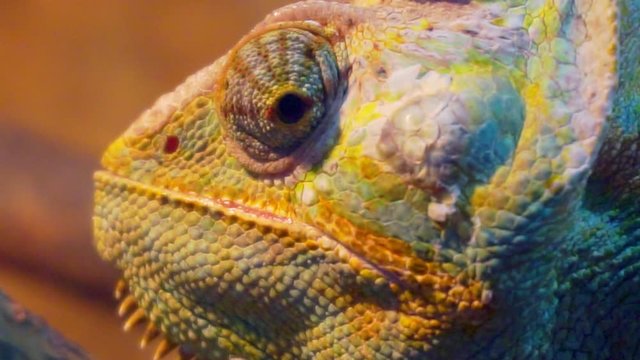 funny portrait Veiled Chameleon close-up.