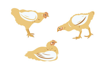 Chicken broiler set. Poultry, Farming, Livestock raising. Vector illustration.