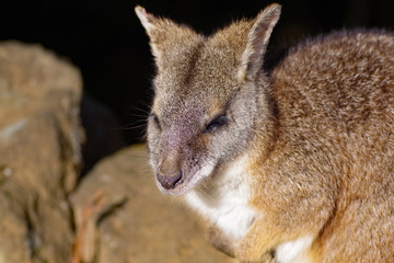 Fototapeta premium ワラルー ワラビー