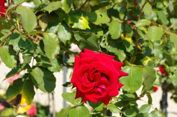Une rose rouge