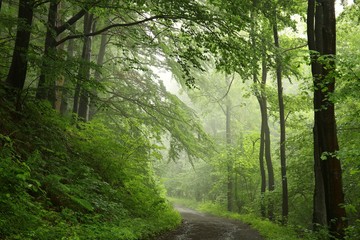 Path through a foggy beech forest