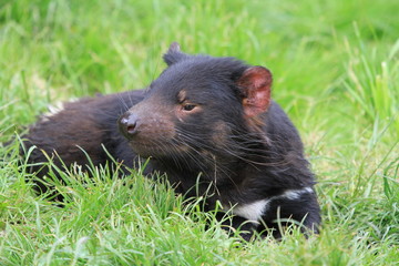 tasmanian devil on green grass in Tasmania