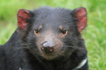 tasmanian devil on green grass in Tasmania