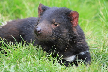 tasmanian devil on green grass in Tasmania