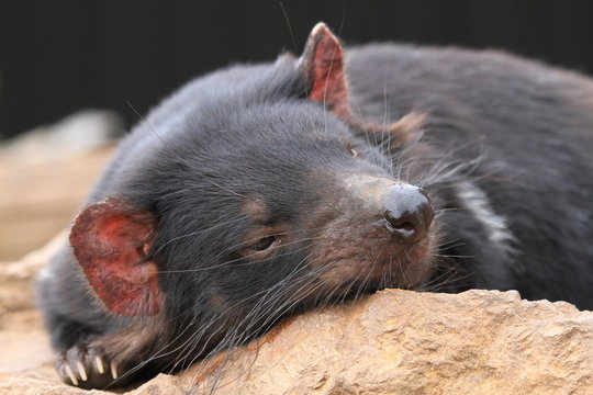 Tasmanian Devil relaxes in the sun