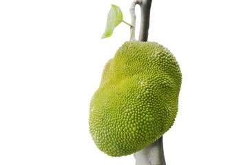 jack fruit growing hanging from branch on white background