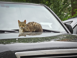 Street cat warms on the hood of the car