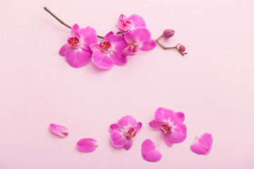 Obraz na płótnie Canvas the beautiful orchid flowers