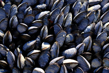green mussels