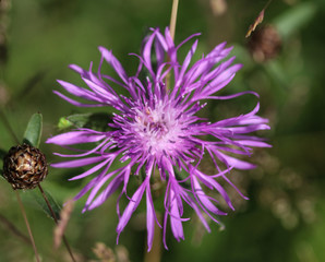 closeup Centaurea scabiosa (greater knapweed) flower blooming in summer on meadow