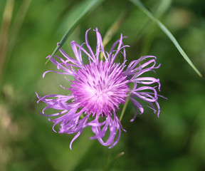 closeup Centaurea scabiosa (greater knapweed) flower blooming in summer on meadow