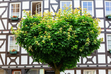 tree in front of a half-timbered house in Linz am Rhein