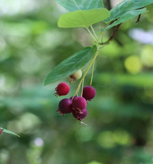 closeup of Berry from the Amelanchier lamarckii, also called juneberry, serviceberry or shadbush, blooming in spring