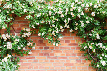 brick wall framed by climbing roses
