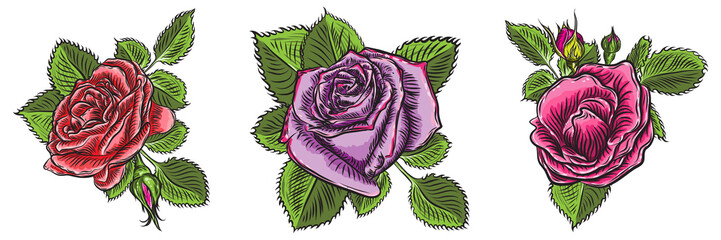 Roses flowers, red head buds and green leaves. Isolated on white background. Set collection. Vector.