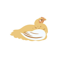 Chicken broiler. Poultry. Label for chicken products. Farming. Livestock raising. Vector illustration.