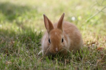Süßes Zwergkaninchen im Gras
