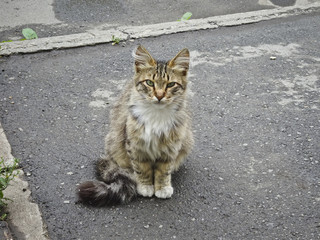 Fototapeta premium the street cat looks with disapproval at the photographer