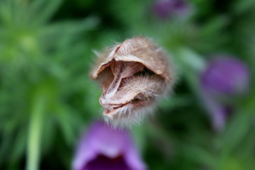 Pulsatilla vulgaris or Pasque flower or Pasqueflower or European pasqueflower or Dane's blood violet flower closed in garden looking like animal face on warm sunny spring day