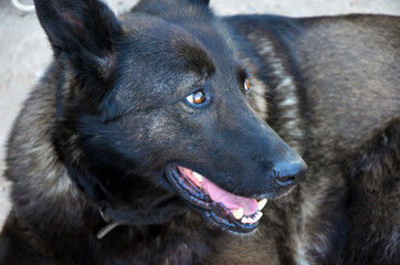 Dog breed German shepherd. Big black dog. Guard dog.