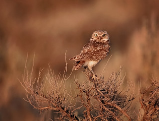 cute burrowing owl perched on top of sagebrush at sunset