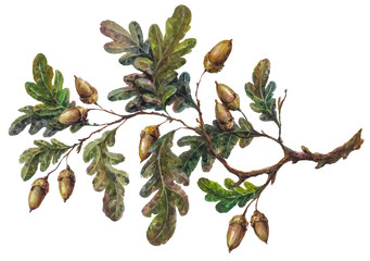 Watercolor handsketched oak tree branch, leaves and acorns isolated on white. Vintage style botanical illustration. Rustic handpainted boho element, floral wedding decoration.