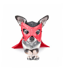 cute chihuahua with a red super hero mask on isolated on a white background