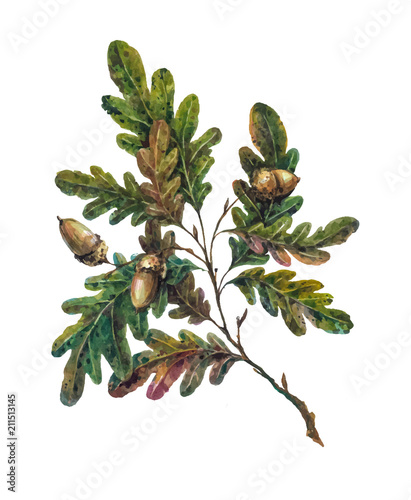 "Watercolor handsketched oak tree branch, leaves and acorns isolated on