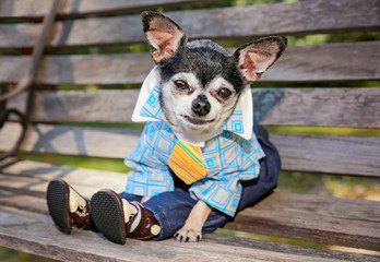 cute chihuahua wearing pants and a shirt