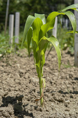 Heifer Project Planting