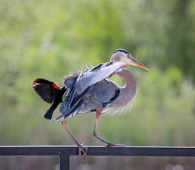 great blue heron getting attacked by a red winged black bird