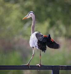 great blue heron getting attacked by a red winged black bird