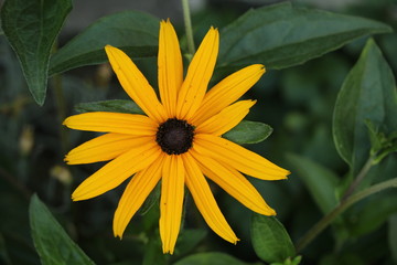 Rudbeckia fulgida