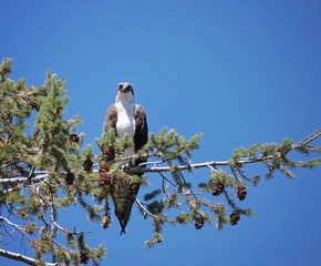 large osprey sitting in a tree close to its nest