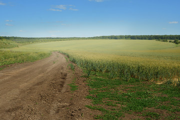 A country road in a wheat field on a clear summer day, the horizon