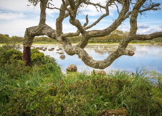 Giara di Gesturi plateau, Gesturi, Sardinia, Italy. La Giara di Gesturi is a high basalt plateau famous for its wild horses and uncontaminated natural beauty