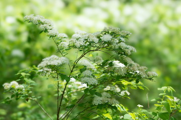 Blooming branch of wild white spiraea  (Spiraea chamaedryfolia) in a forest illuminated by the sun.