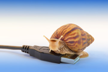 snails and the concept of slow internet
