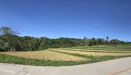 Fototapeta na wymiar Rice field alongside a road on Bohol, Philippines