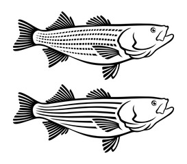 Obraz premium striped sea bass