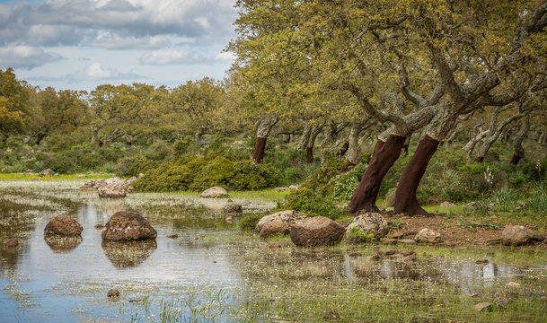 Giara di Gesturi plateau, Gesturi, Sardinia, Italy. La Giara di Gesturi is a high basalt plateau famous for its wild horses and uncontaminated natural beauty