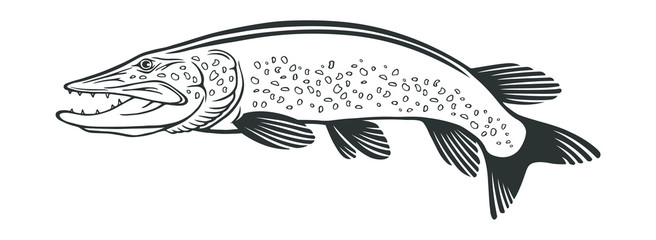 Naklejka premium image pike fish