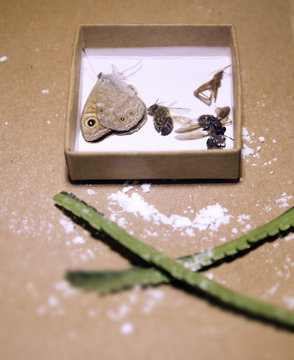 insects