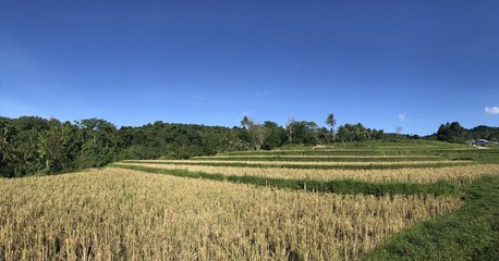 Rice terraces with palm trees on Bohol, Philippines