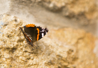 Fototapeta na wymiar Papillon posé sur un mur