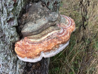 Pilz
