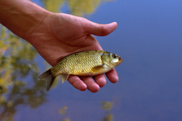 One alive carp in hand - view from the top